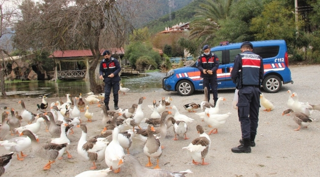 Azmak'taki ördekleri Jandarma besledi