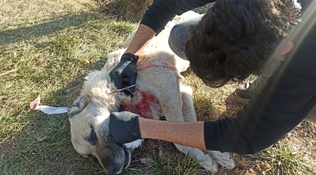Boğazından yaralı halde bulunan köpek sokak ortasında ameliyat edildi