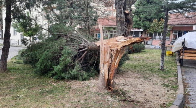 Buldan'da ağaçlar şiddetli rüzgara dayanamadı