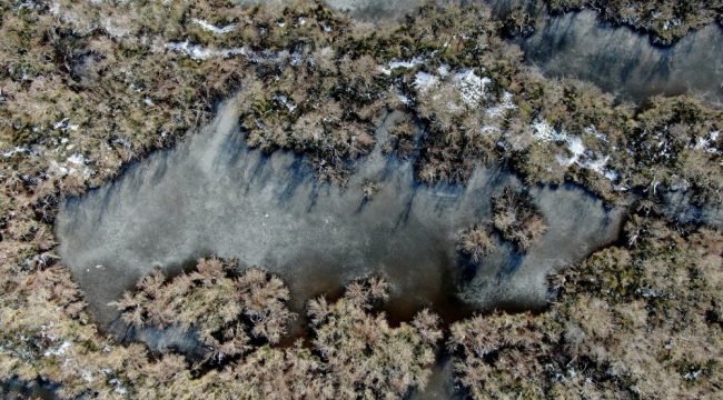 Buz tutan longoz ormanları görenleri büyülüyor