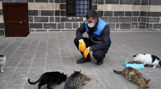 Diyarbakır'da sokak hayvanları için belirli noktalara mama bırakıldı