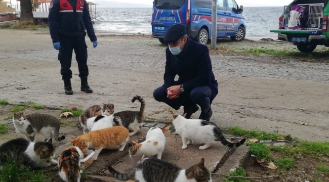 Erdek'te sokak hayvanları unutulmadı