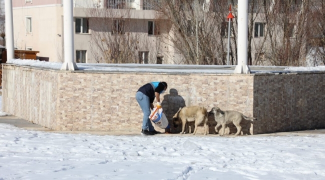 Gürpınar Belediyesi sokak hayvanlarını unutmadı