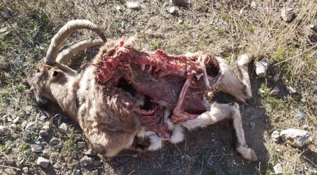 Hakkari'de dağ keçisi ölü bulundu