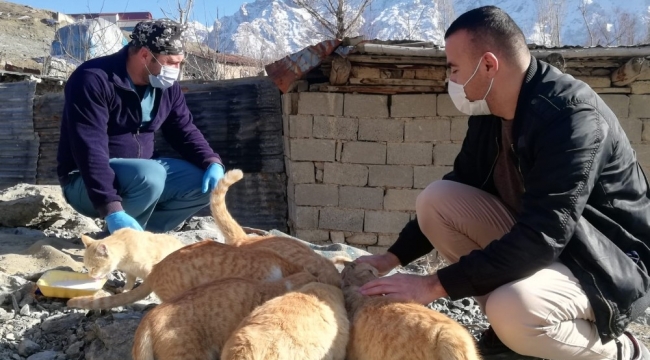 Hakkari'de sokak kedileri sevgiyle besleniyor