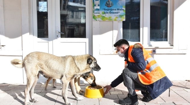 İnönü Belediyesi sokak hayvanlarına mama ve sevgi desteğini sürdürüyor