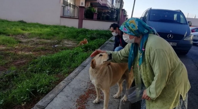 İzmir'de sokak hayvanları için 100 ton mama