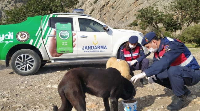 Jandarma ekipleri kısıtlama günlerinde sokak hayvanlarını unutmadı
