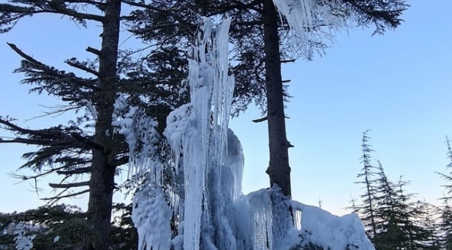 Kahramanmaraş'ta soğuktan ağaç buz tuttu