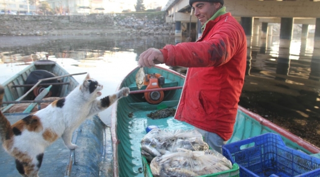 Kediler karınlarını doyurmak için balıkçıların yolunu gözlüyor