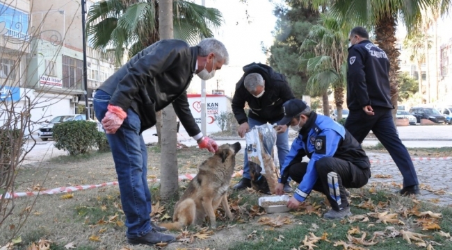 Kızıltepe'de sokak hayvanlarının sağlık kontrolleri yapılıyor