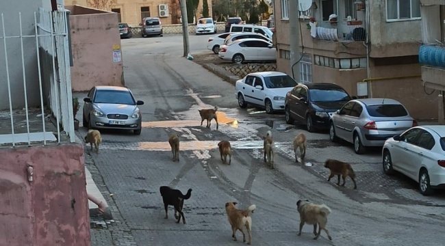 Mardin'de vatandaşlar sokakta gezen başıboş köpeklerden rahatsız