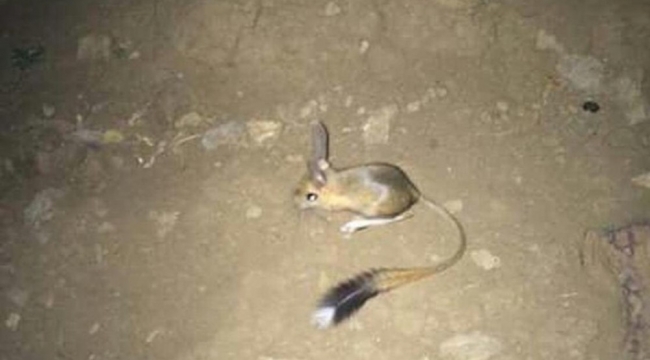 Şırnak'ta IUCN'nin 'kırmızı' listesinde bulunan Arap tavşanı görüntülendi