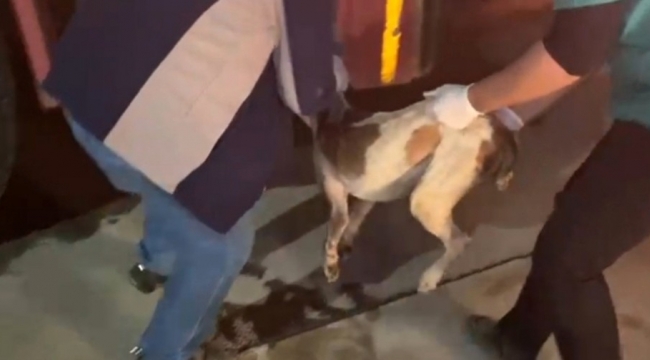 Sulama kanalına düşen köpeği itfaiye ekipleri kurtardı