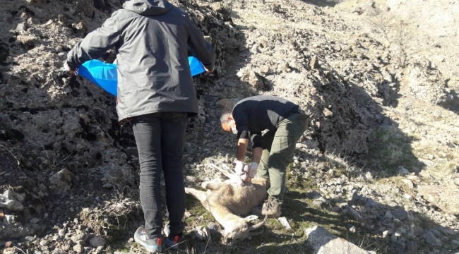 Tunceli'de 8 yaban keçisi telef oldu, inceleme başlatıldı
