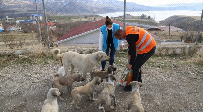 Tunceli'de sokak hayvanları için vefa ekibi görevde