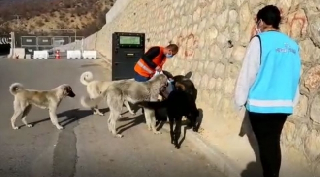 Tunceli'de sokak hayvanlarını unutmuyor