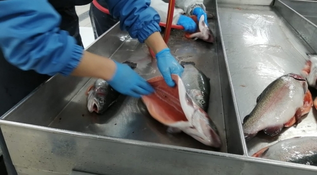 Rize'de üretilen Somon Balığı'nın ihracatı bu yıl yüzde 55 arttı