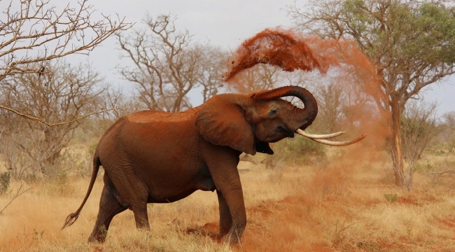 Afrika fillerinin de nesli tehlikede!