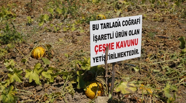 Çeşme Kavununa coğrafi tescil