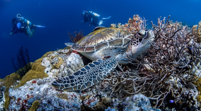 Deniz Kaplumbağaları tehdit altında